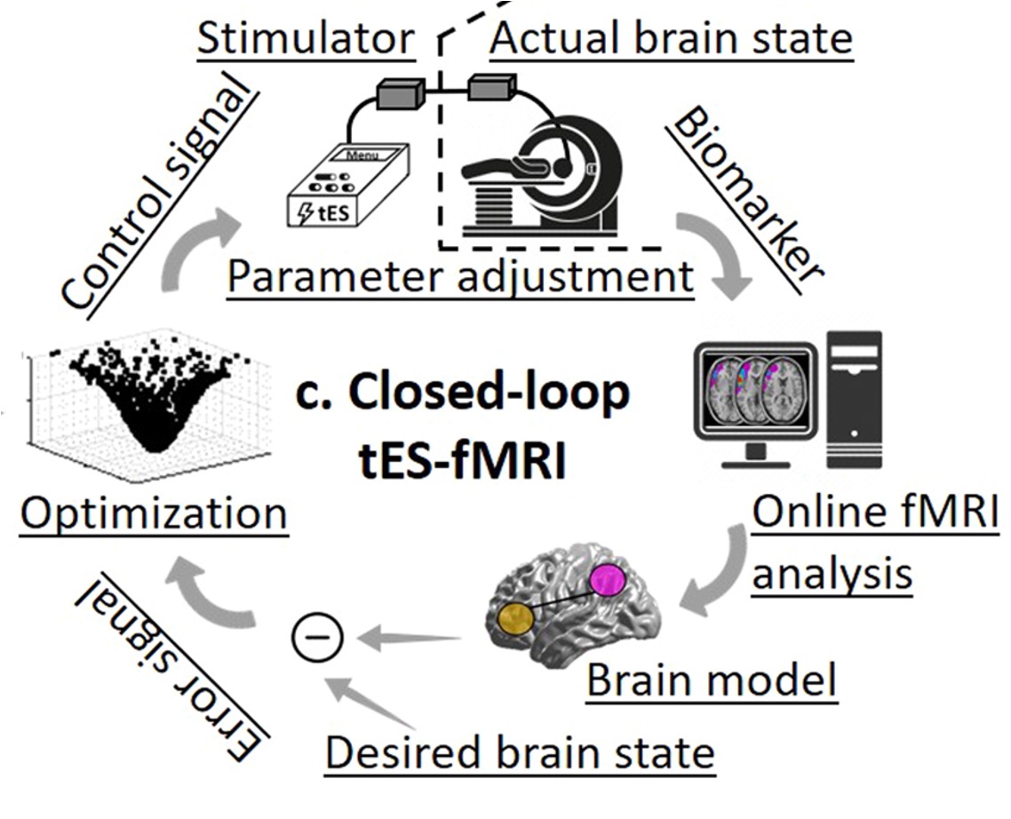 Closed-Loop tACS-fMRI